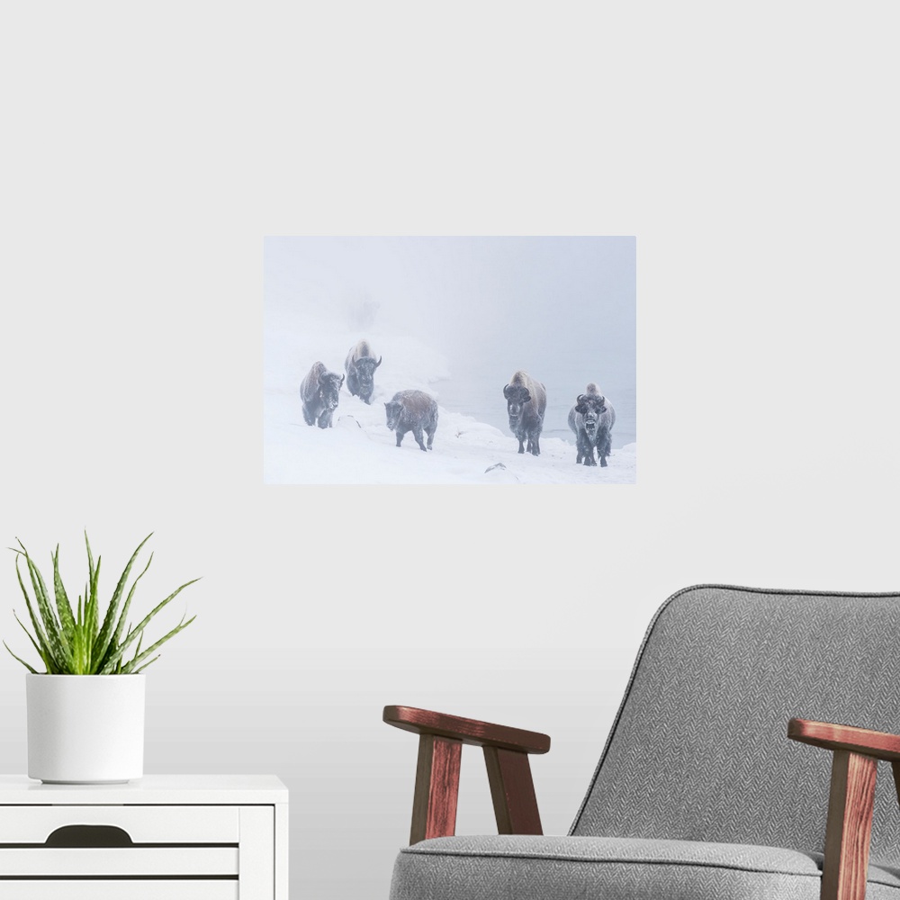 A modern room featuring Snow Covered Herd Of American Bison In Yellowstone National Park In Winter, Wyoming