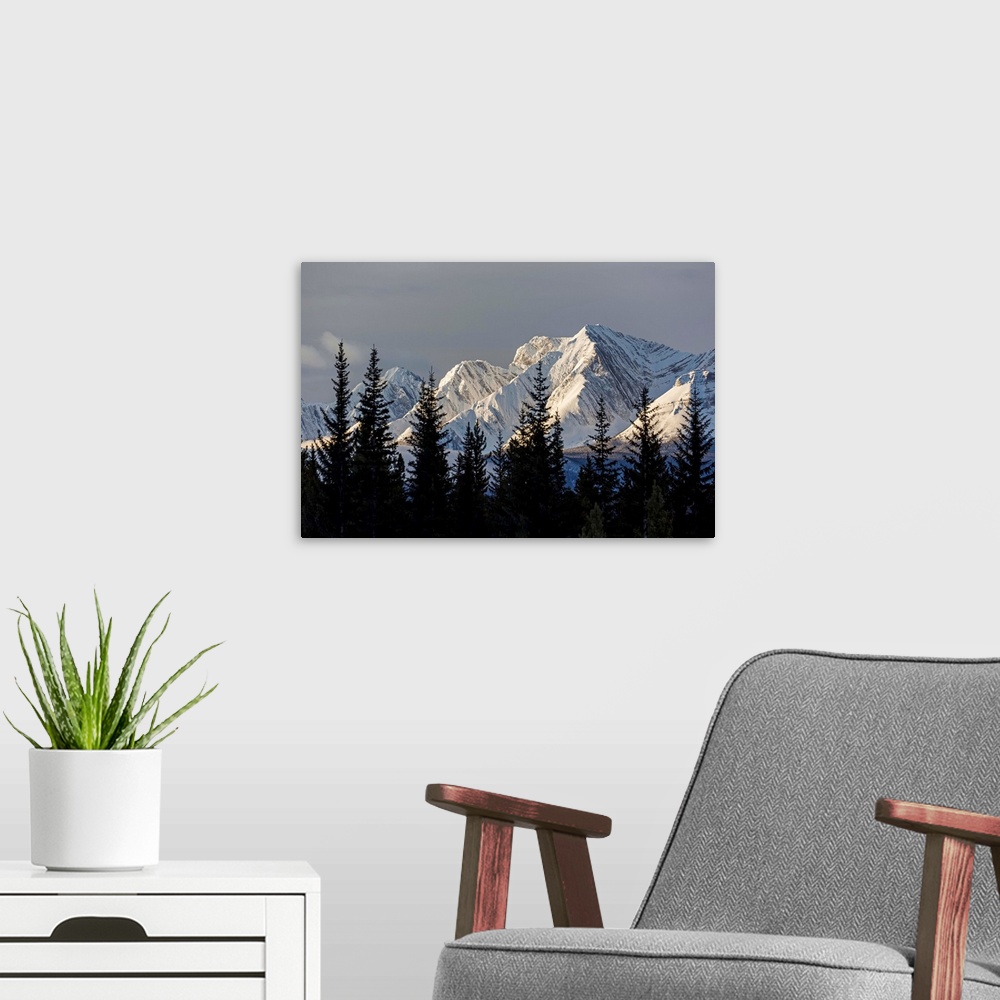 A modern room featuring Snow covered mountains with early morning light, silhouetted forest in the foreground; Kananaskis...
