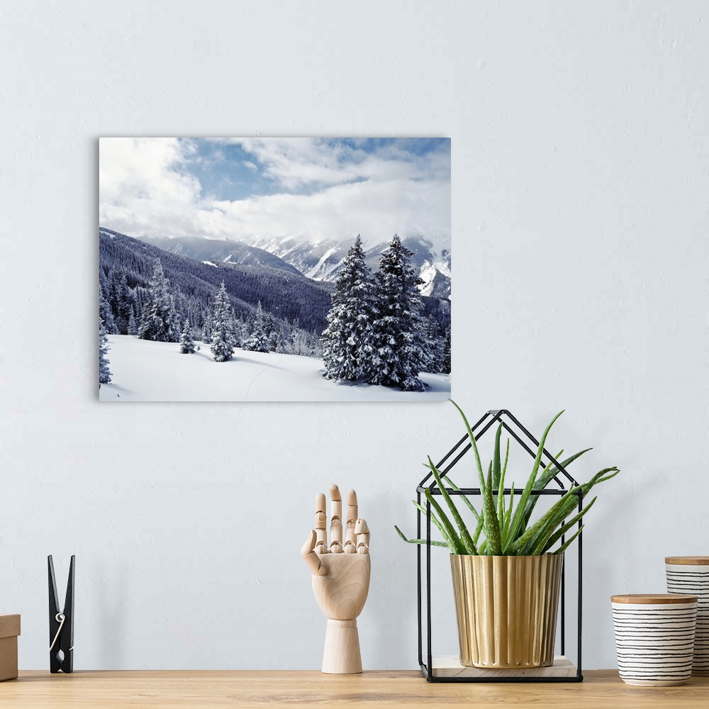 A bohemian room featuring Snow Covered Pine Trees On Mountain, Aspen, Colorado