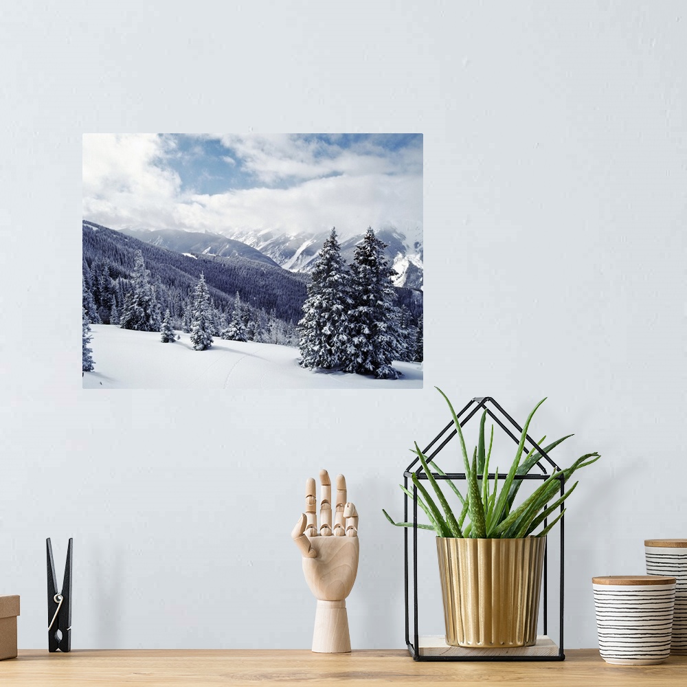 A bohemian room featuring Snow Covered Pine Trees On Mountain, Aspen, Colorado