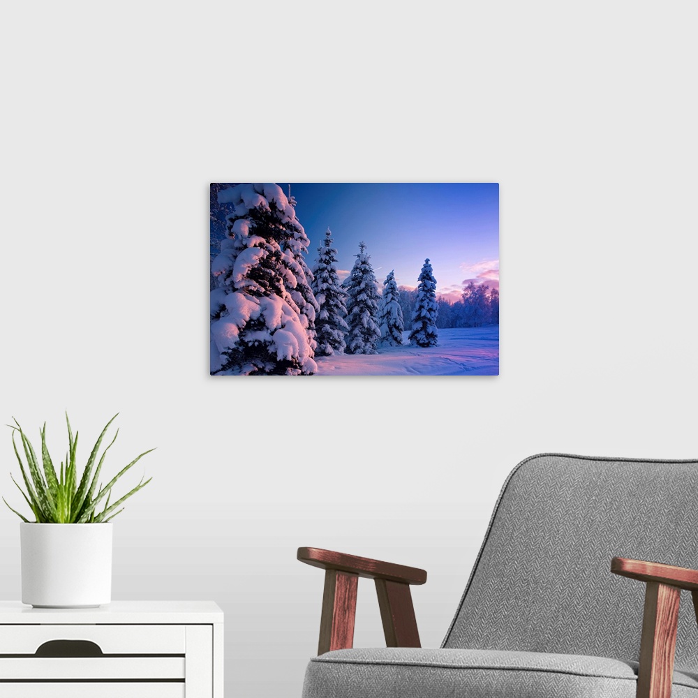 A modern room featuring Snow covered spruce trees at sunset with pink alpenglow, Russian Jack Park, Anchorage
