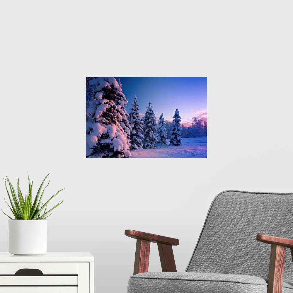 A modern room featuring Snow covered spruce trees at sunset with pink alpenglow, Russian Jack Park, Anchorage