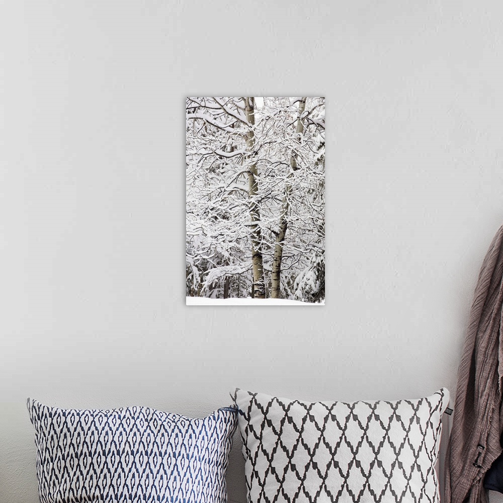 A bohemian room featuring Snow Covered Trees, Kananaskis Country, Alberta, Canada