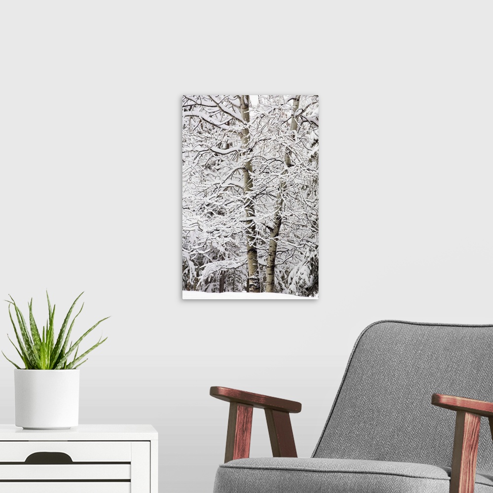 A modern room featuring Snow Covered Trees, Kananaskis Country, Alberta, Canada