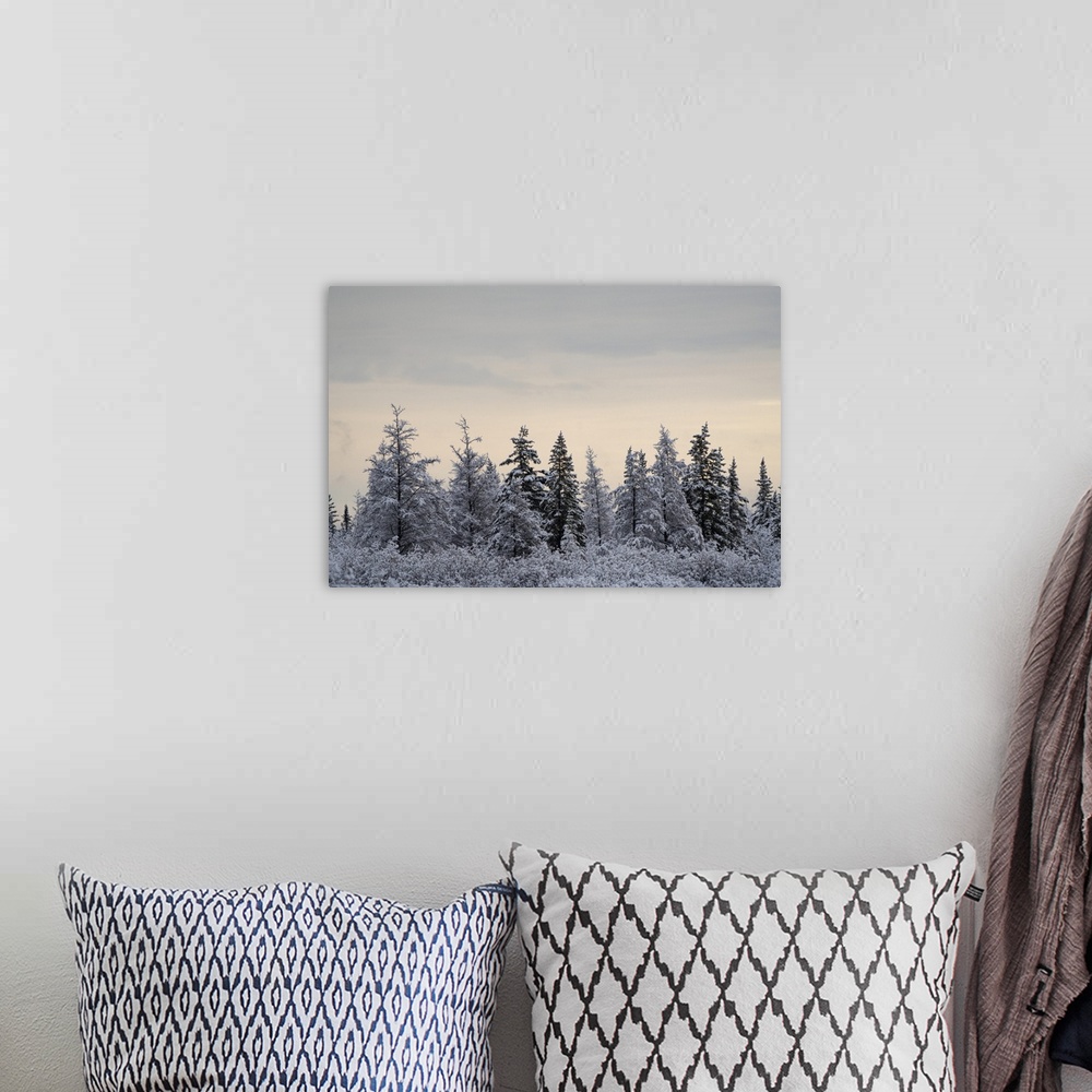 A bohemian room featuring Snow-covered trees on a cold morning, near Churchill, Manitoba, Churchill, Manitoba, Canada