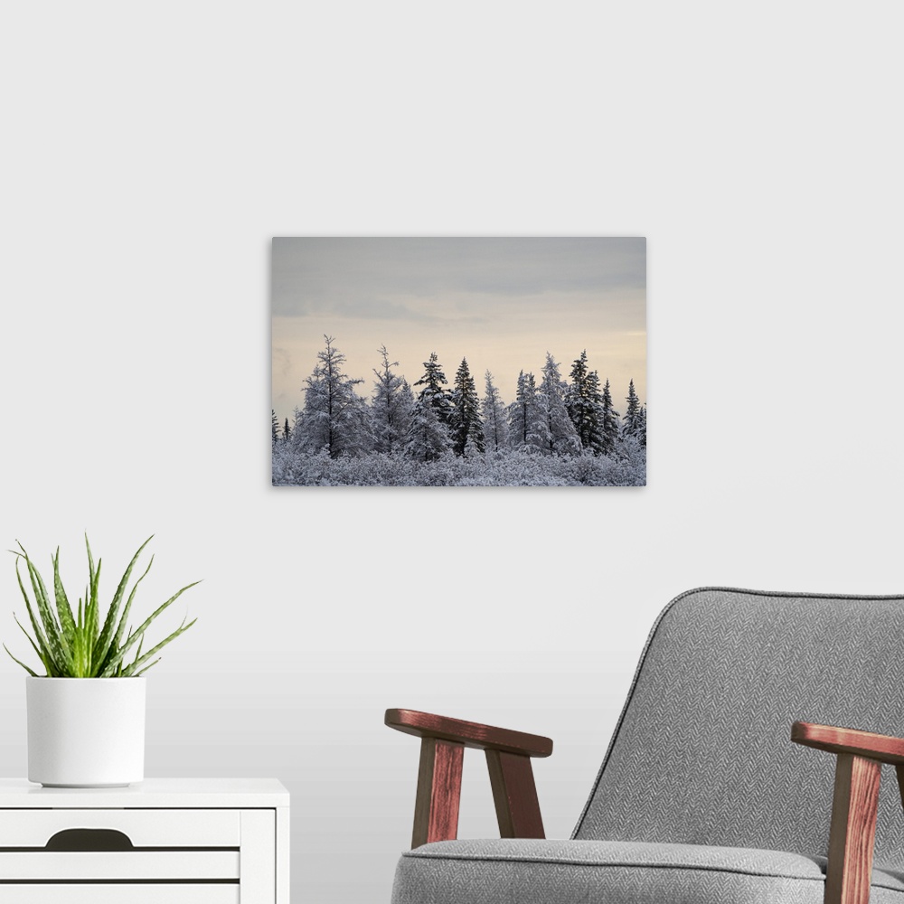 A modern room featuring Snow-covered trees on a cold morning, near Churchill, Manitoba, Churchill, Manitoba, Canada