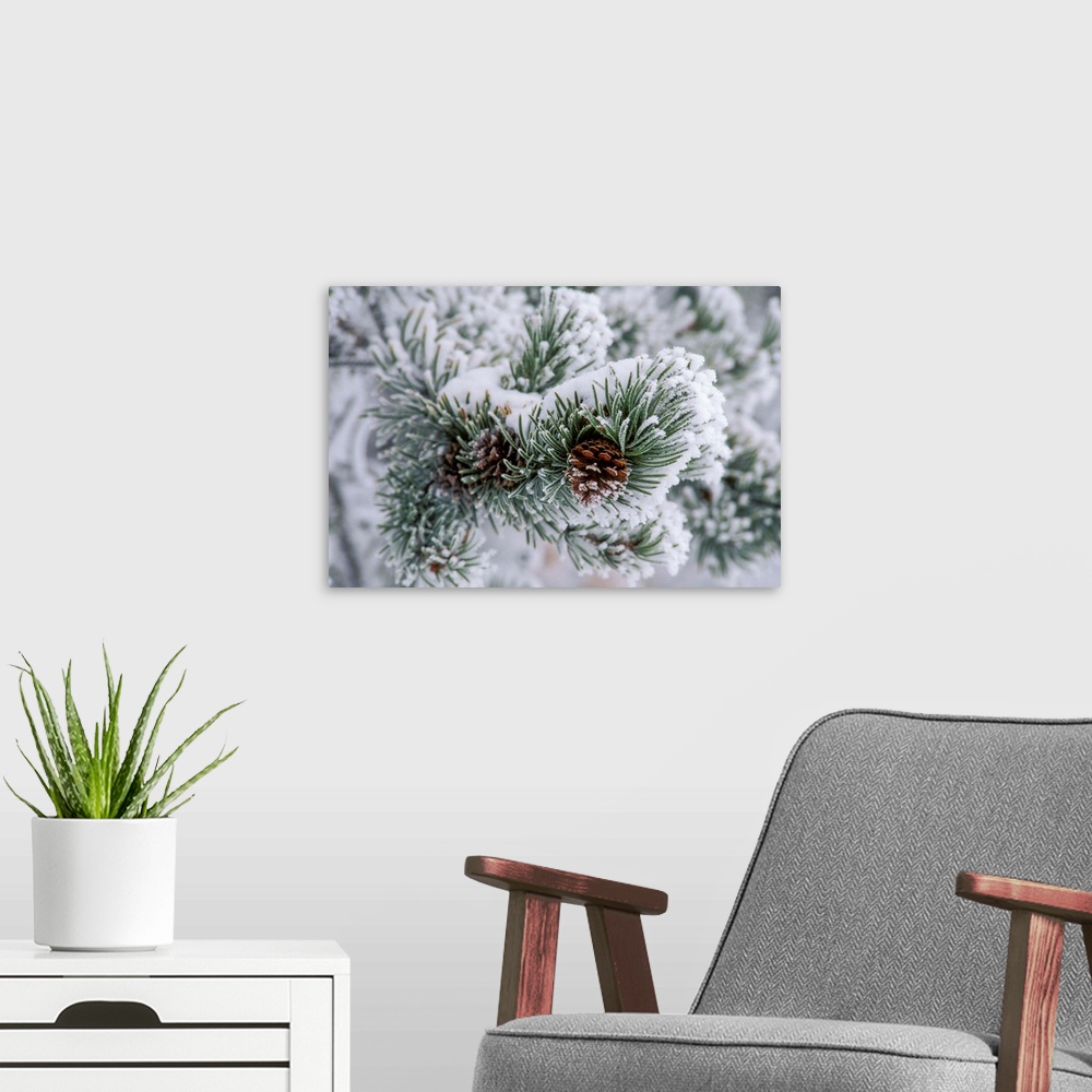 A modern room featuring Snow covers the branches of a lodgepole pine tree (Pinus contorta), United States of America