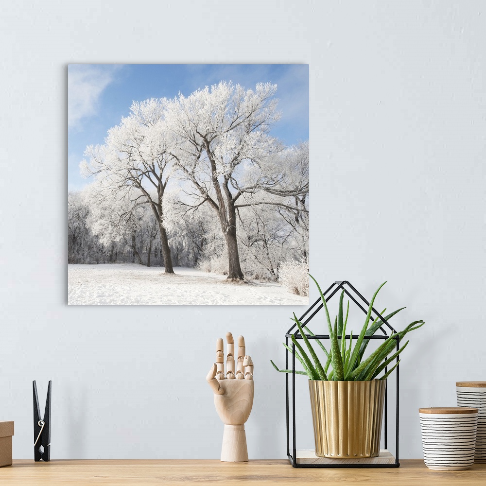 A bohemian room featuring Snow On The Ground And Trees, Winnipeg, Manitoba, Canada