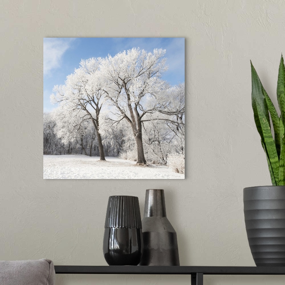A modern room featuring Snow On The Ground And Trees, Winnipeg, Manitoba, Canada