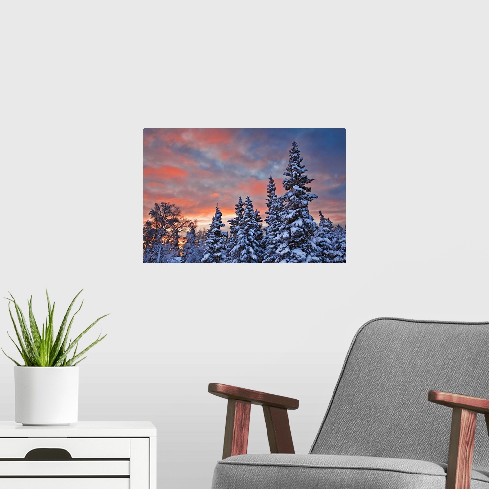 A modern room featuring View of snow covered spruce trees in a rural area of Anchorage at sunset, South-central Alaska, W...