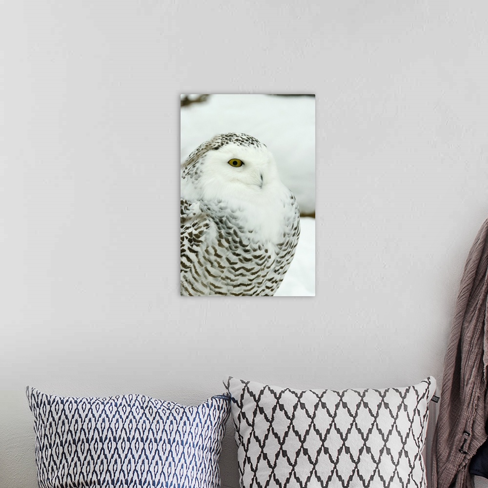 A bohemian room featuring Snowy Owl In Ecomuseum Zoo, Ste-Anne-De-Bellevue, Quebec, Canada