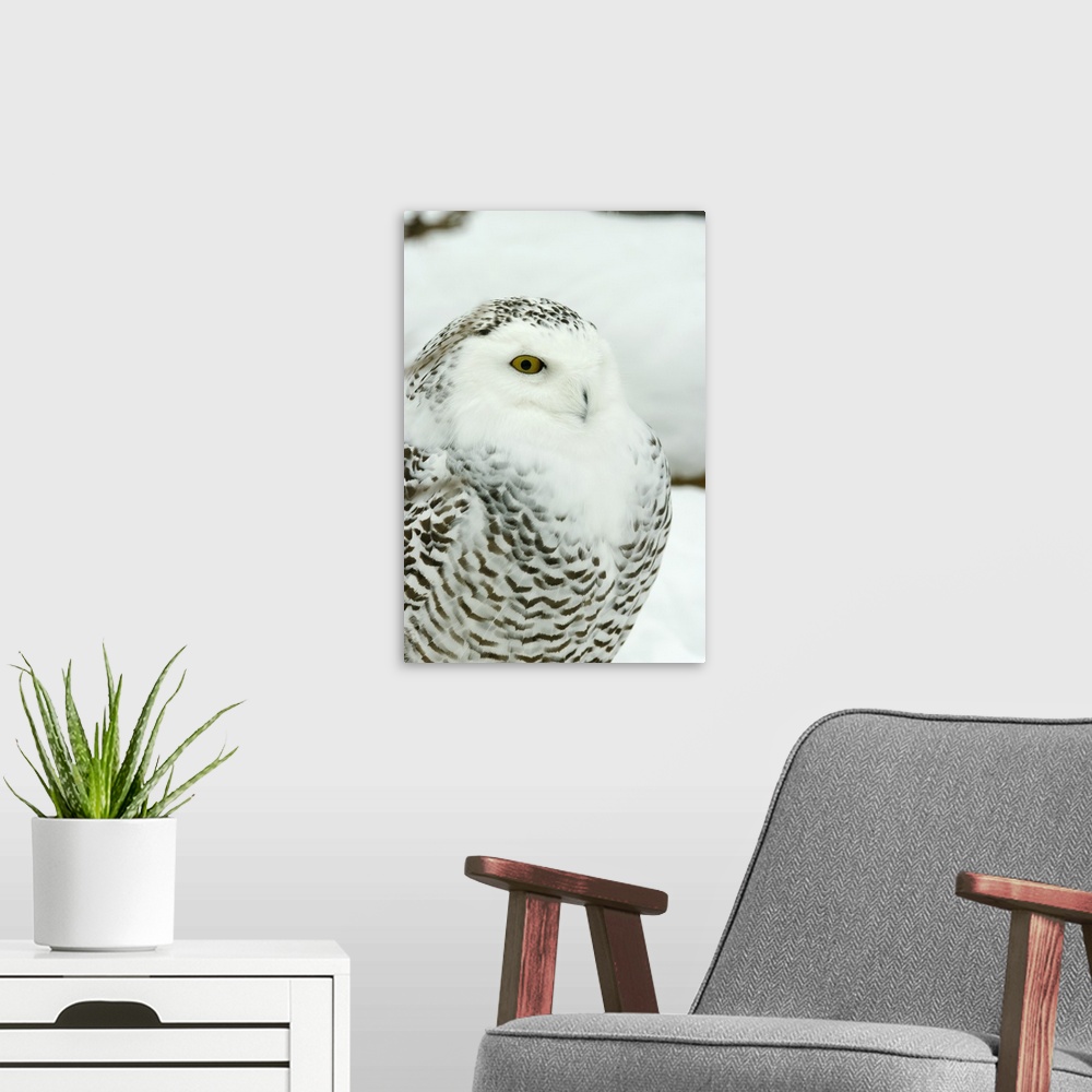 A modern room featuring Snowy Owl In Ecomuseum Zoo, Ste-Anne-De-Bellevue, Quebec, Canada