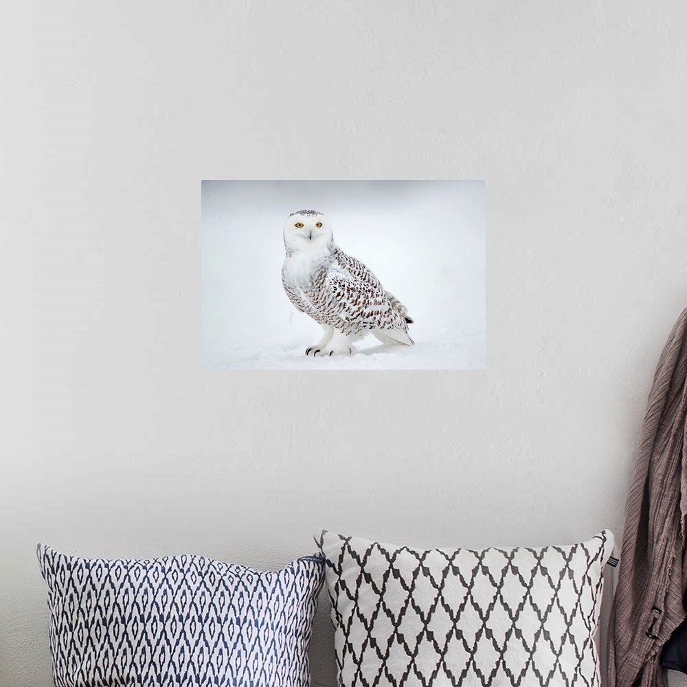 A bohemian room featuring Snowy Owl (Nyctea scandiaca), Ghost of the North, Saint-Barthelemy, Quebec, Canada....