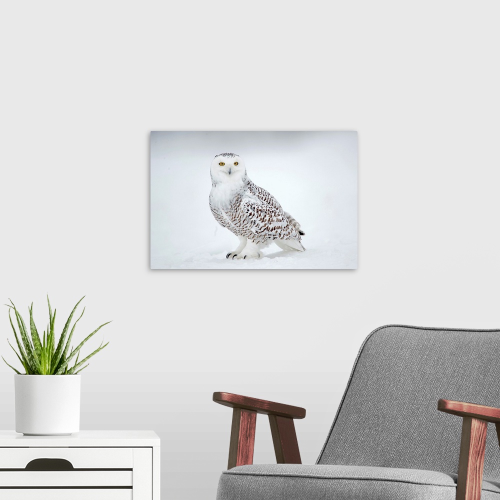 A modern room featuring Snowy Owl (Nyctea scandiaca), Ghost of the North, Saint-Barthelemy, Quebec, Canada....