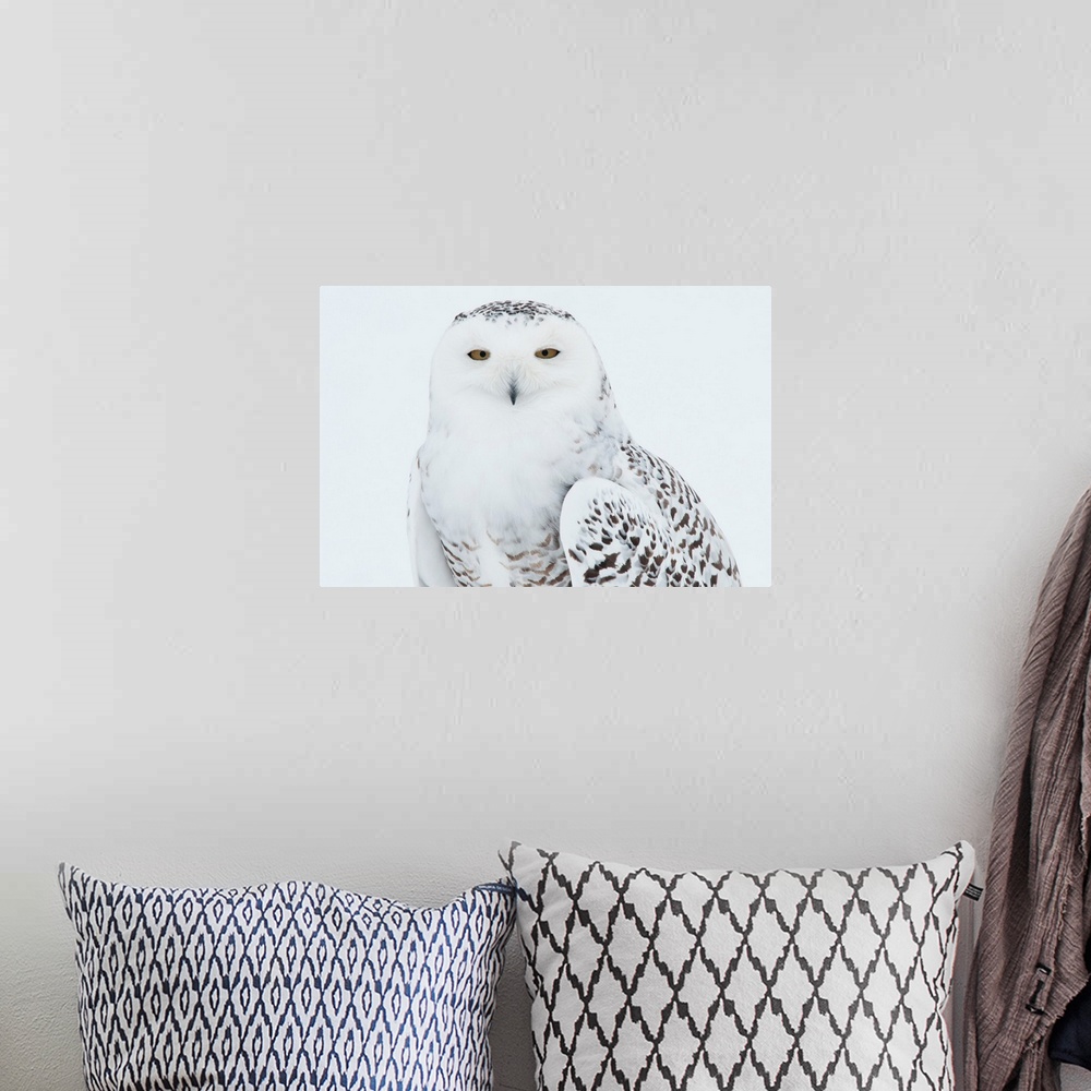 A bohemian room featuring Snowy Owl (Nyctea scandiaca), Ghost of the North, Saint-Barthelemy, Quebec, Canada....
