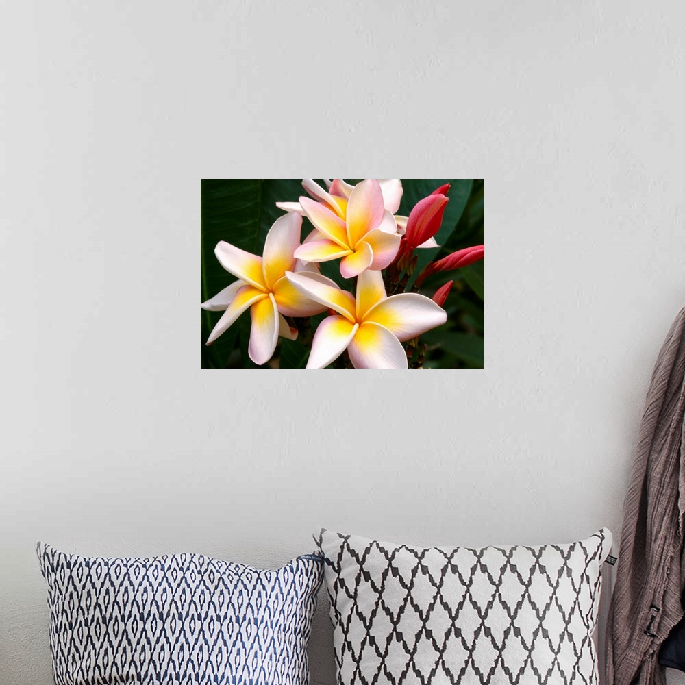 A bohemian room featuring Soft Focus Of White Plumeria Flowers With Pale Yellow Centers
