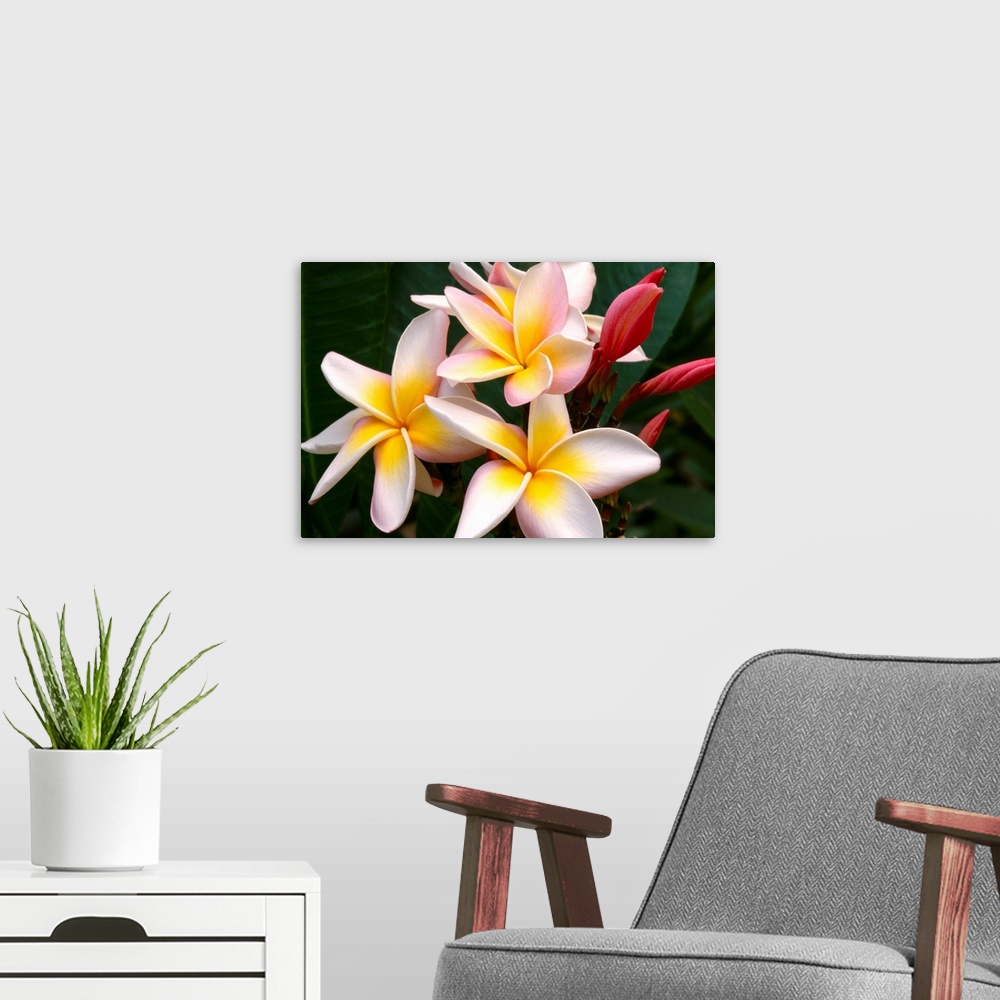 A modern room featuring Soft Focus Of White Plumeria Flowers With Pale Yellow Centers