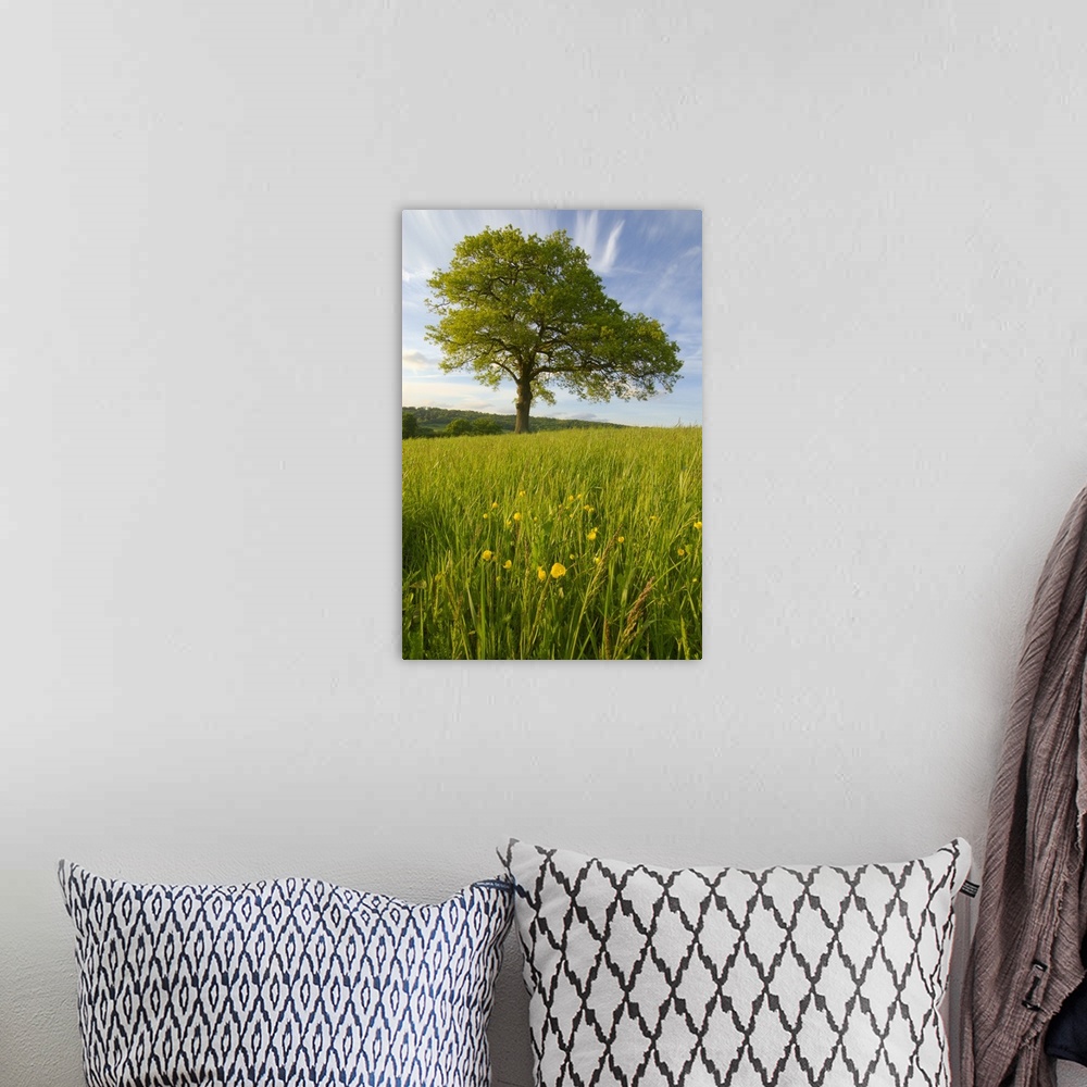 A bohemian room featuring Solitary Oak Tree And Wildflowers In Field