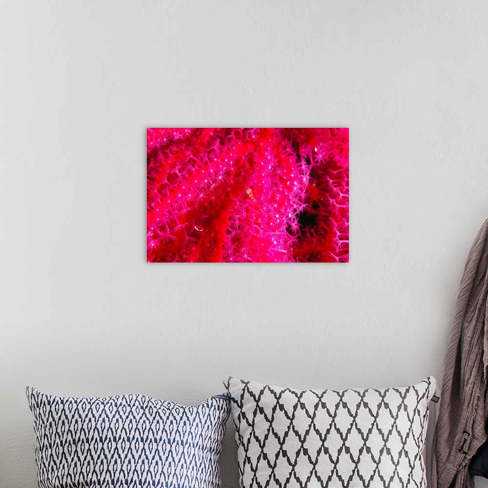 A bohemian room featuring Solomon Islands, Bright Pink Soft Coral With Goby Atop