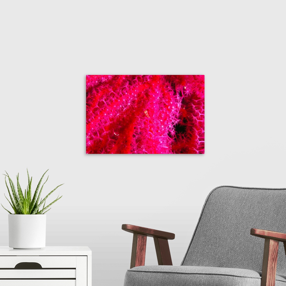 A modern room featuring Solomon Islands, Bright Pink Soft Coral With Goby Atop