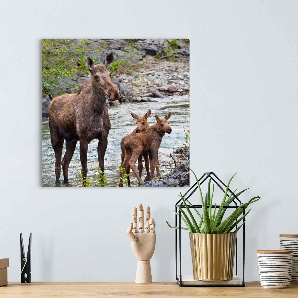 A bohemian room featuring Sow Moose And Calves At Waterton National Park; Alberta, Canada