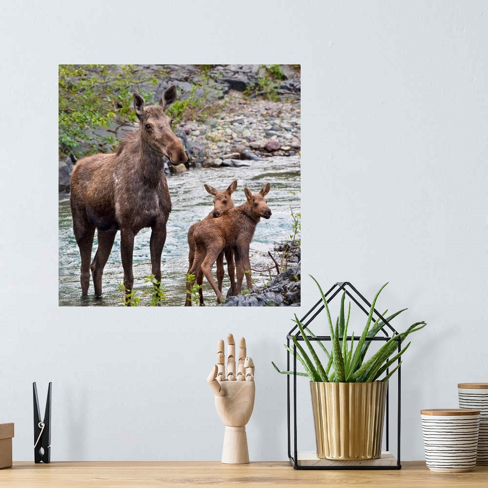 A bohemian room featuring Sow Moose And Calves At Waterton National Park; Alberta, Canada