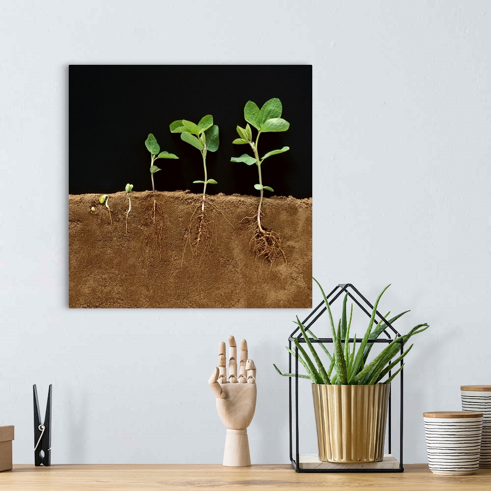 A bohemian room featuring Soybean early growth development stages showing roots