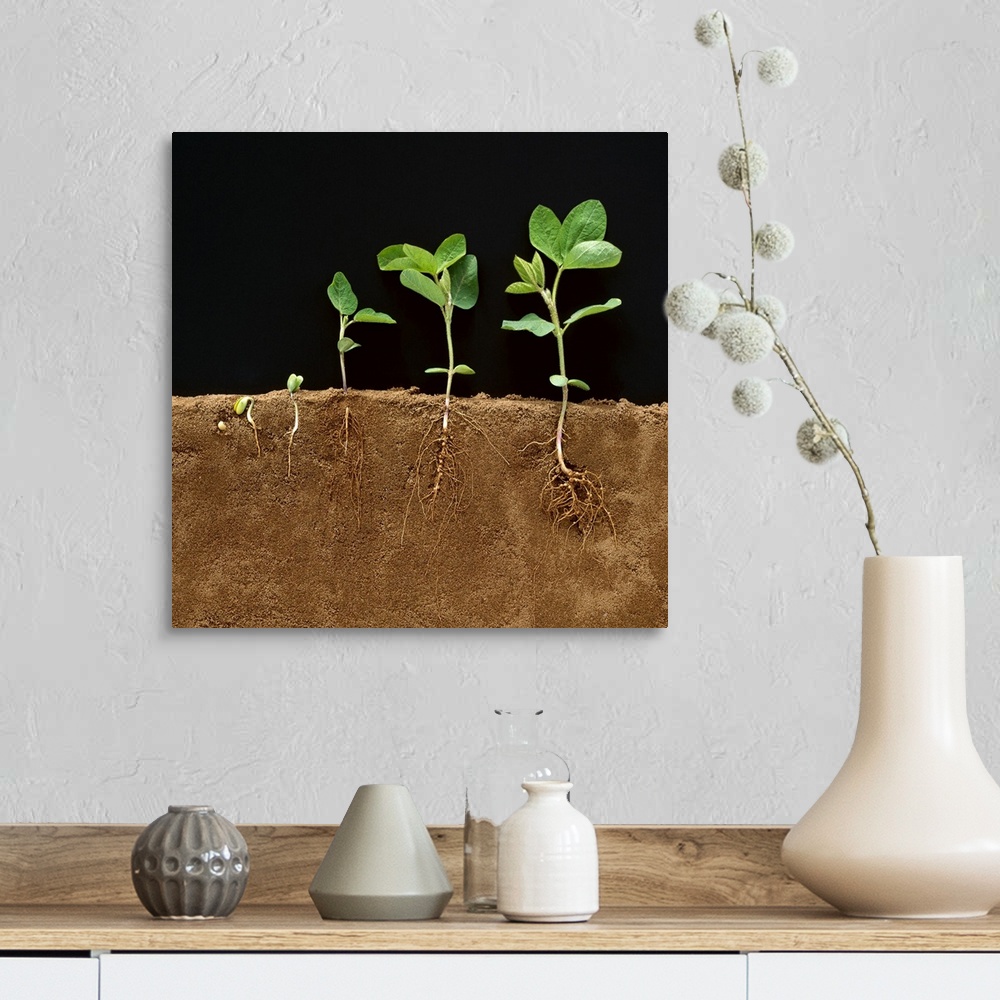 A farmhouse room featuring Soybean early growth development stages showing roots