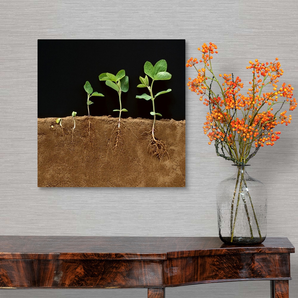 A traditional room featuring Soybean early growth development stages showing roots