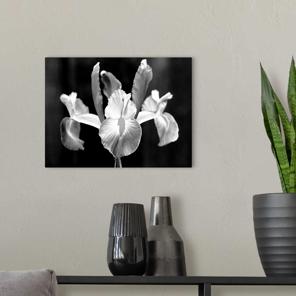A modern room featuring Spanish iris, Close-up of single blossom