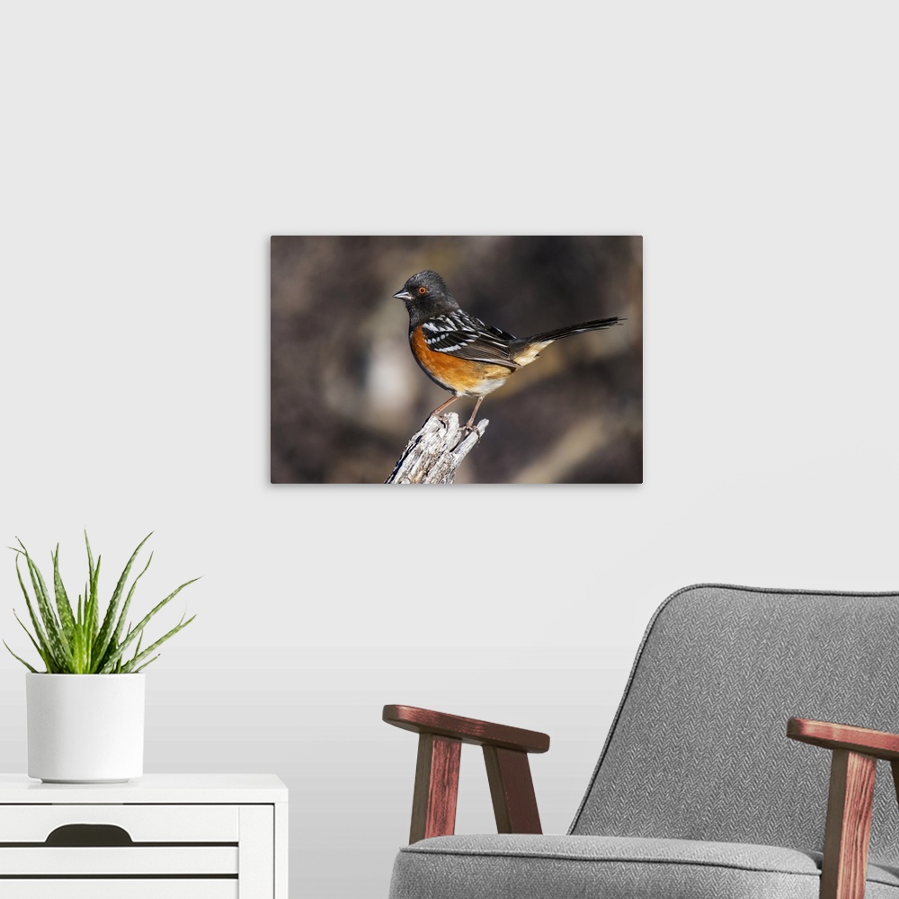 A modern room featuring Spotted Towhee (Pipilo maculatus) perched on a stump in the foothills of the Chiricahua Mountains...