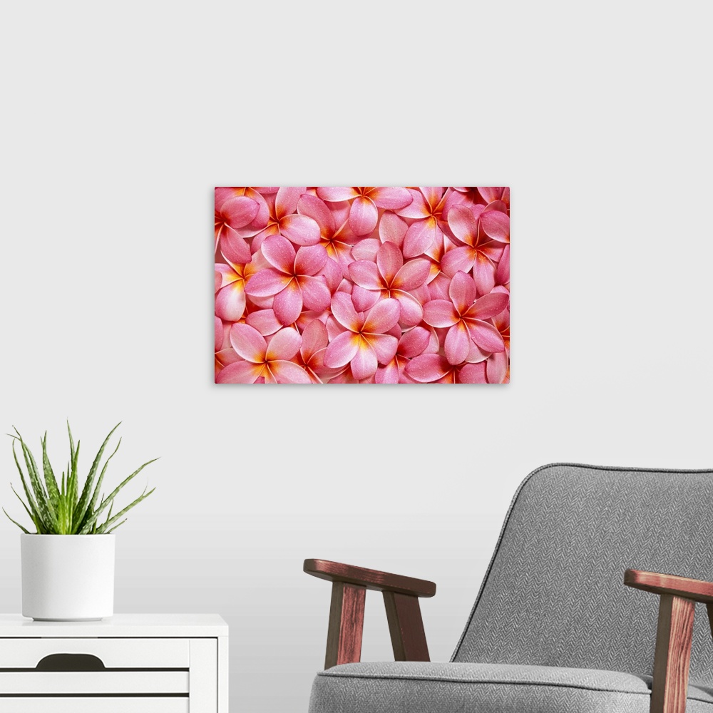 A modern room featuring Spread Of Pink Plumeria Flowers Overlapping, Water Droplets