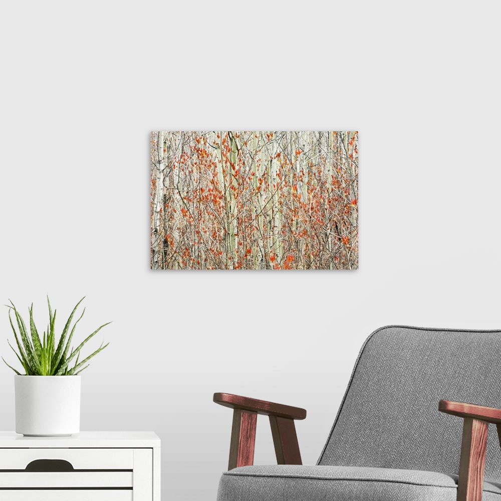 A modern room featuring Spring Buds Against Birch Trees; Hymers, Ontario, Canada