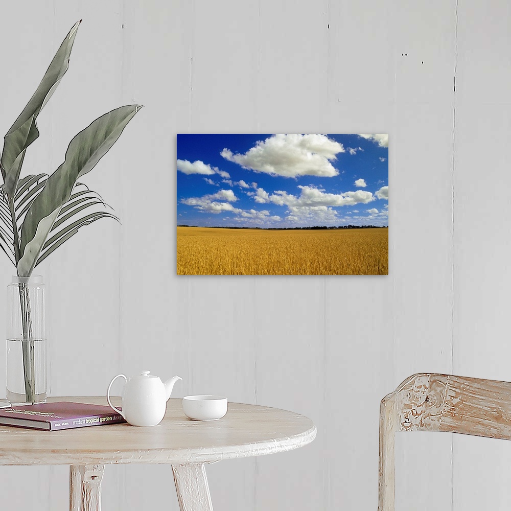 A farmhouse room featuring Spring Wheat Field, Tiger Hills, Manitoba, Canada