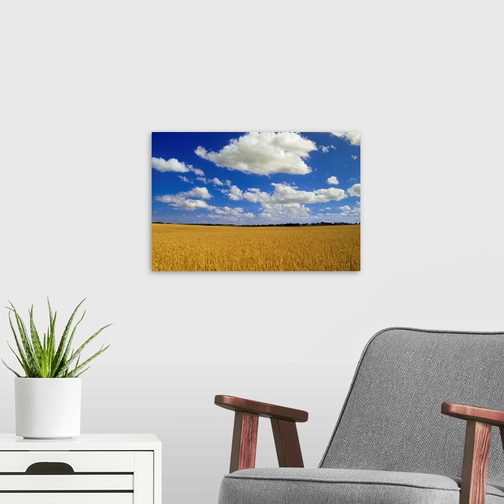 A modern room featuring Spring Wheat Field, Tiger Hills, Manitoba, Canada
