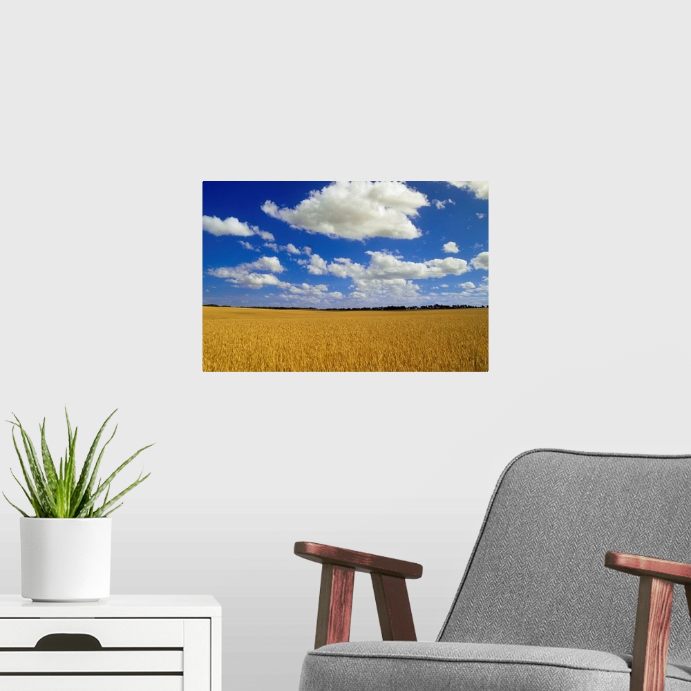 A modern room featuring Spring Wheat Field, Tiger Hills, Manitoba, Canada