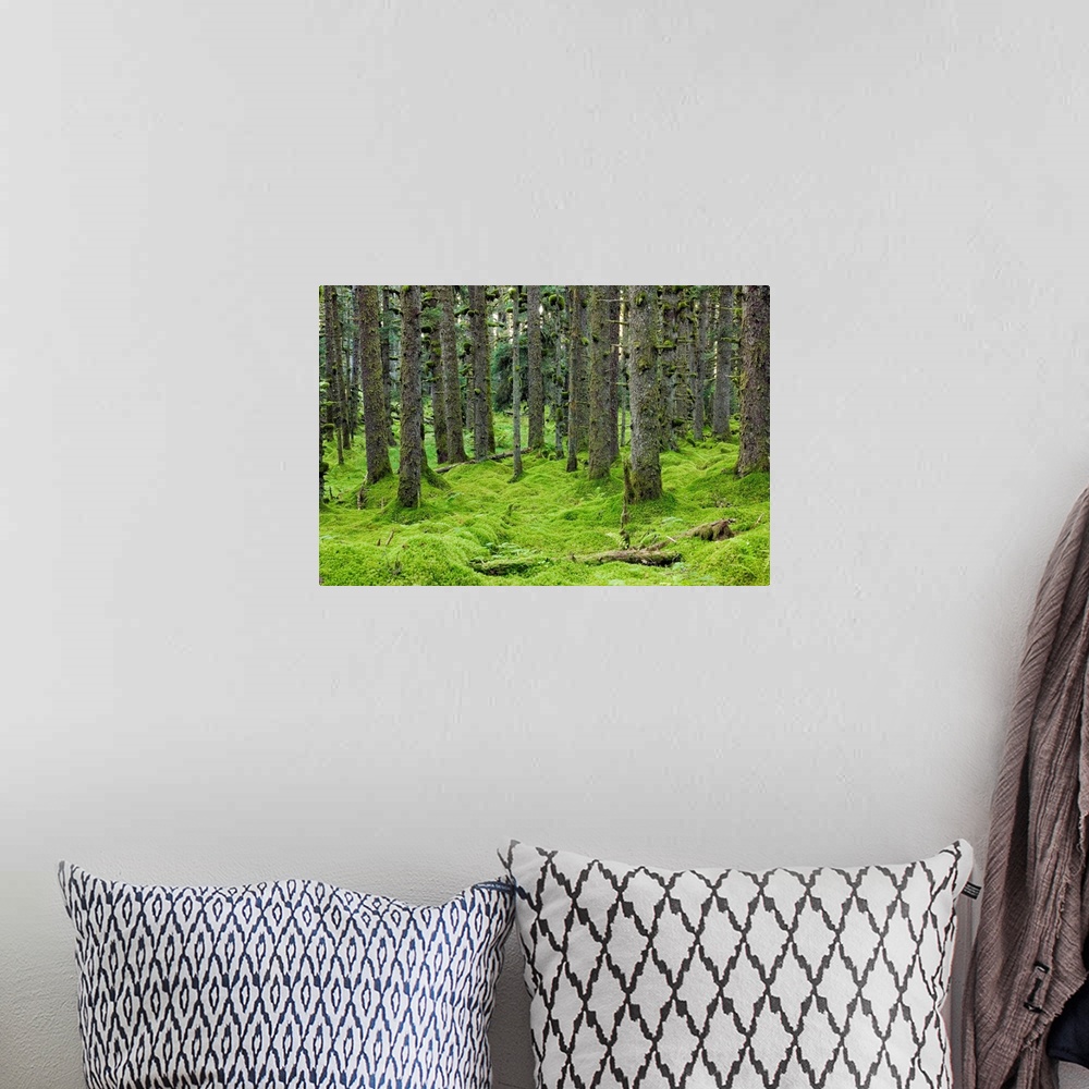 A bohemian room featuring Spruce trees and Moss, coastal forest, Kodiak Island, Alaska USA.