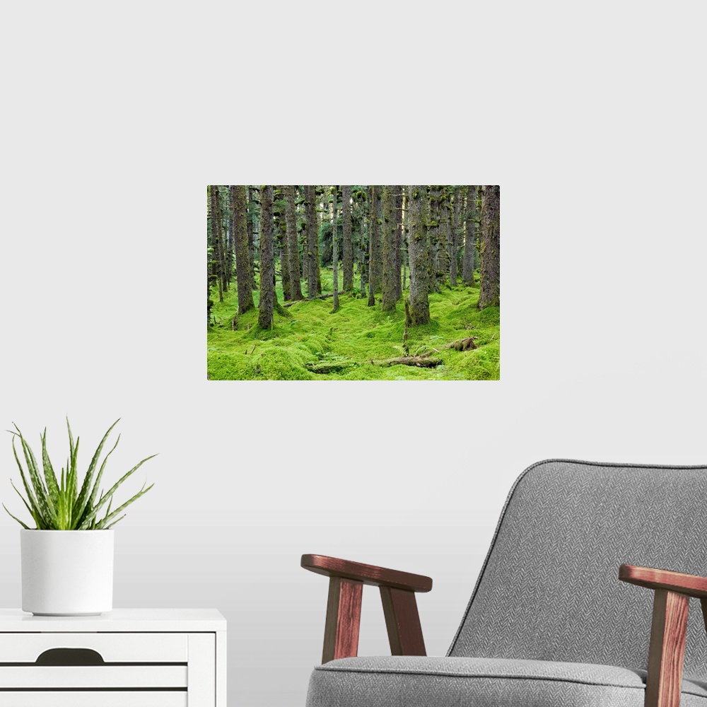 A modern room featuring Spruce trees and Moss, coastal forest, Kodiak Island, Alaska USA.