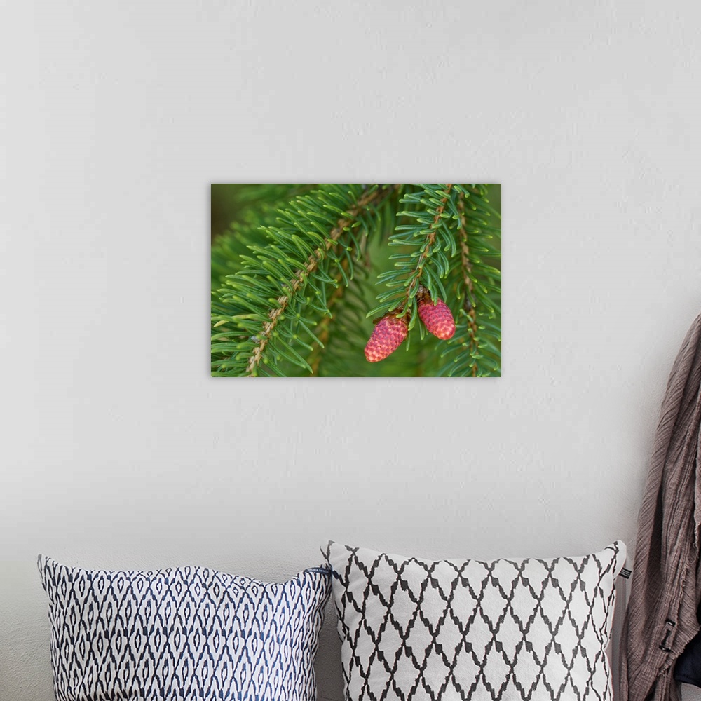 A bohemian room featuring Spruce New Growth, Spring, Close-Up, Ontario, Canada