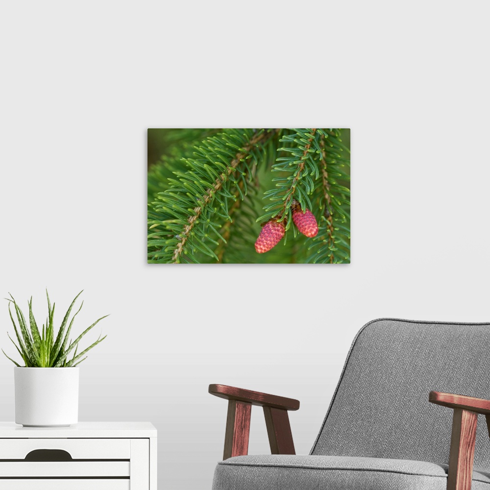A modern room featuring Spruce New Growth, Spring, Close-Up, Ontario, Canada
