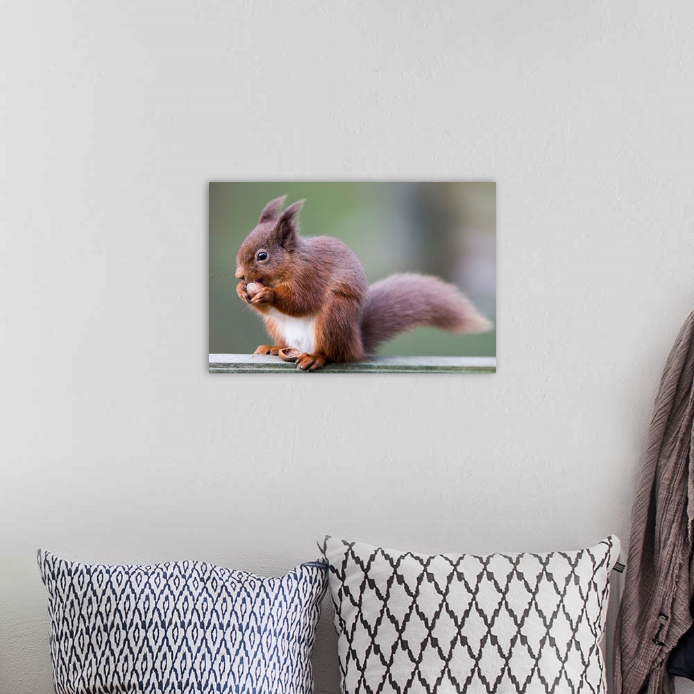 A bohemian room featuring Squirrel eating an acorn. Cumbria, England.