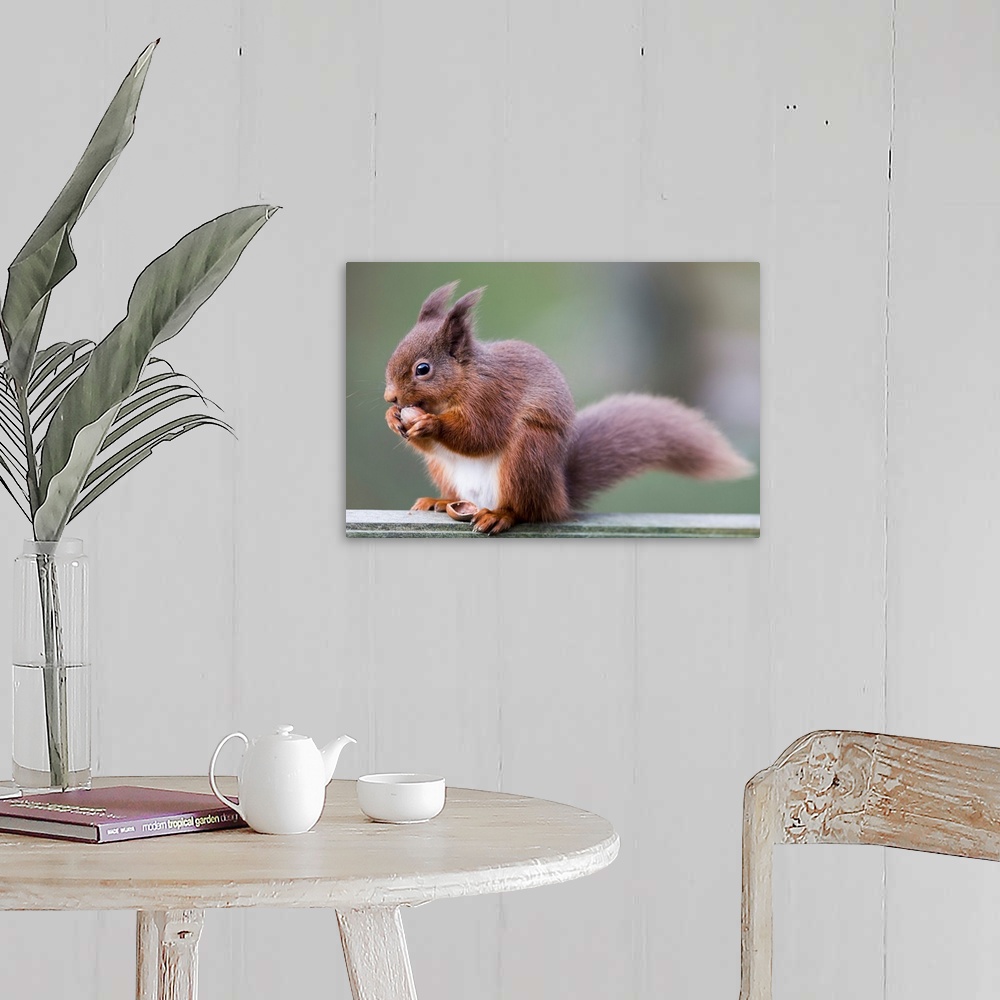 A farmhouse room featuring Squirrel eating an acorn. Cumbria, England.