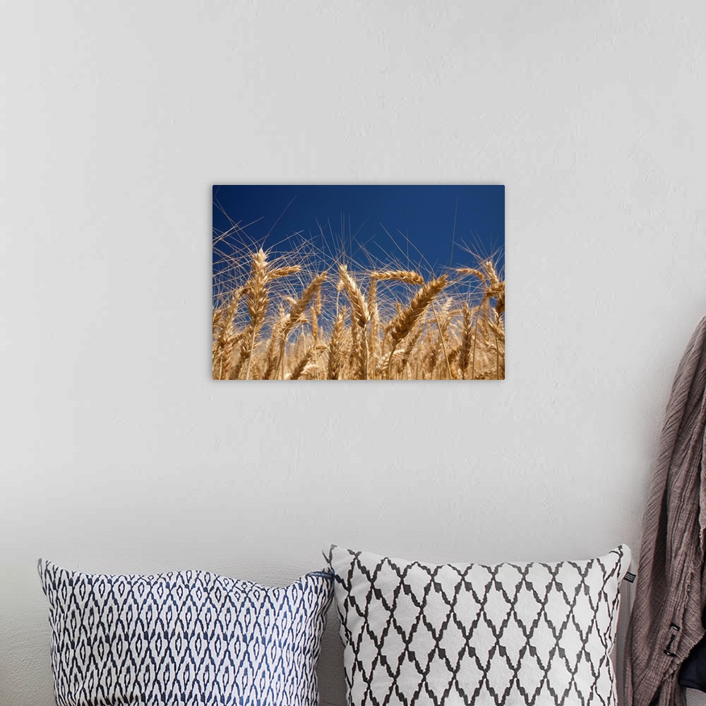 A bohemian room featuring Stalks Of Wheat, Oregon