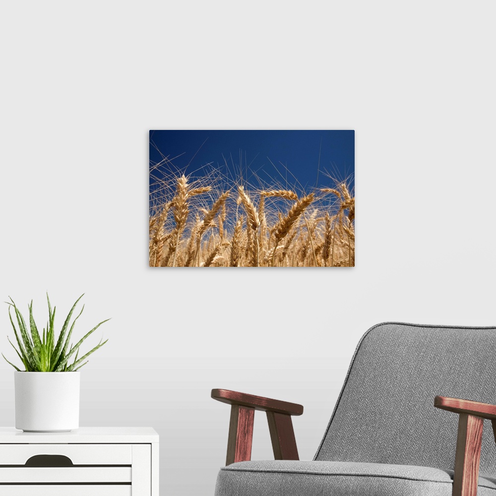 A modern room featuring Stalks Of Wheat, Oregon