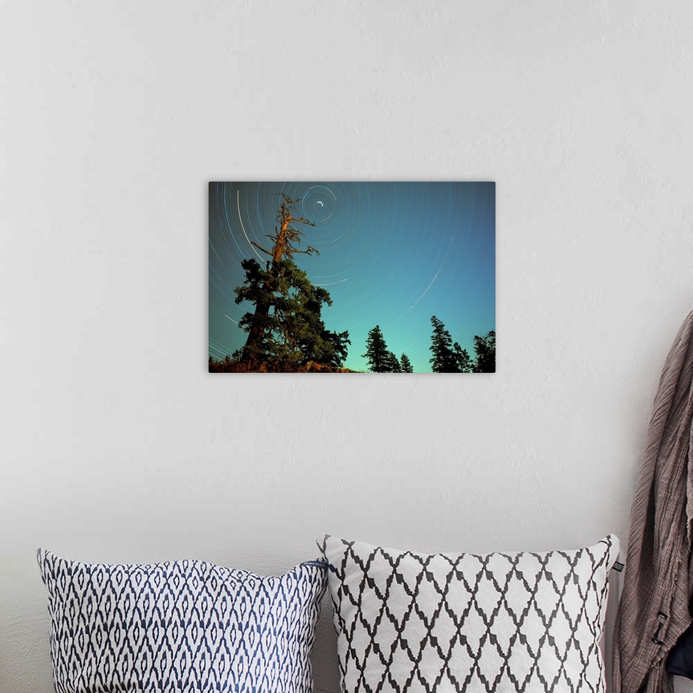 A bohemian room featuring Star Trails, North Star And Old Douglas Fir Tree, British Columbia, Canada