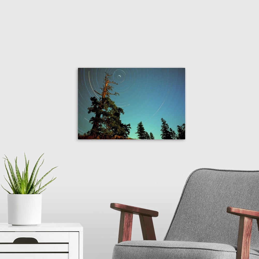 A modern room featuring Star Trails, North Star And Old Douglas Fir Tree, British Columbia, Canada