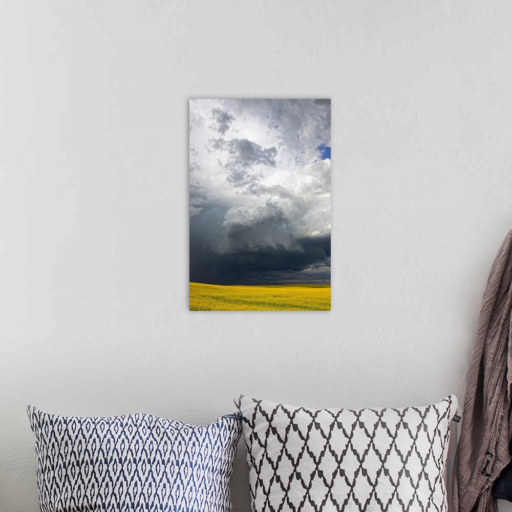 A bohemian room featuring Storm clouds gather over a sunlit canola field in southern Alberta, Alberta, Canada