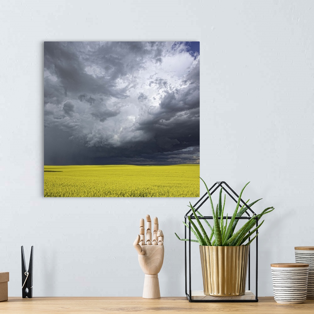 A bohemian room featuring Storm clouds gather over a sunlit canola field in southern Alberta, Alberta, Canada