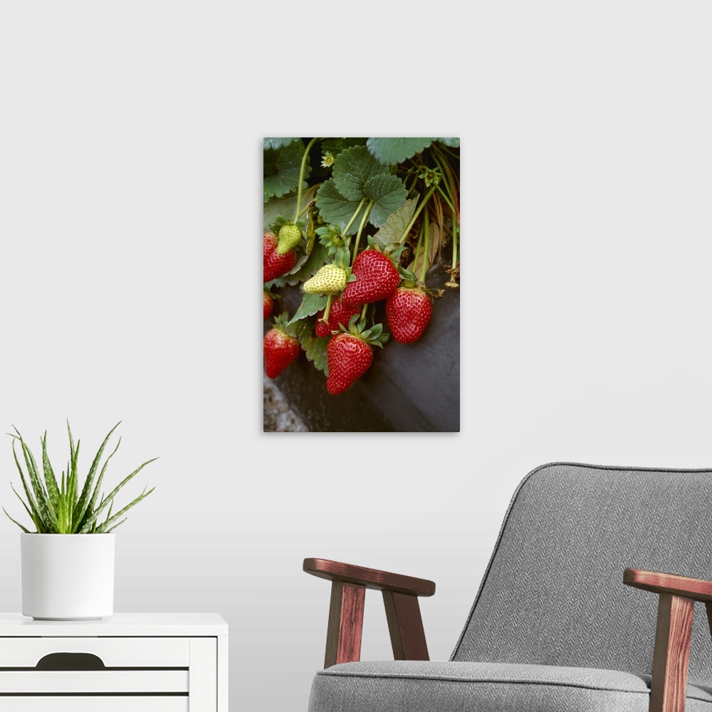A modern room featuring Strawberries on the plants, closeup, Plant City, Florida