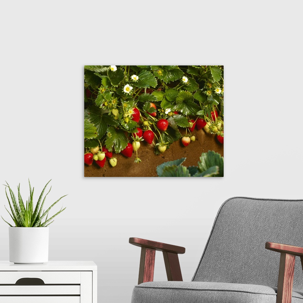 A modern room featuring Strawberry plant